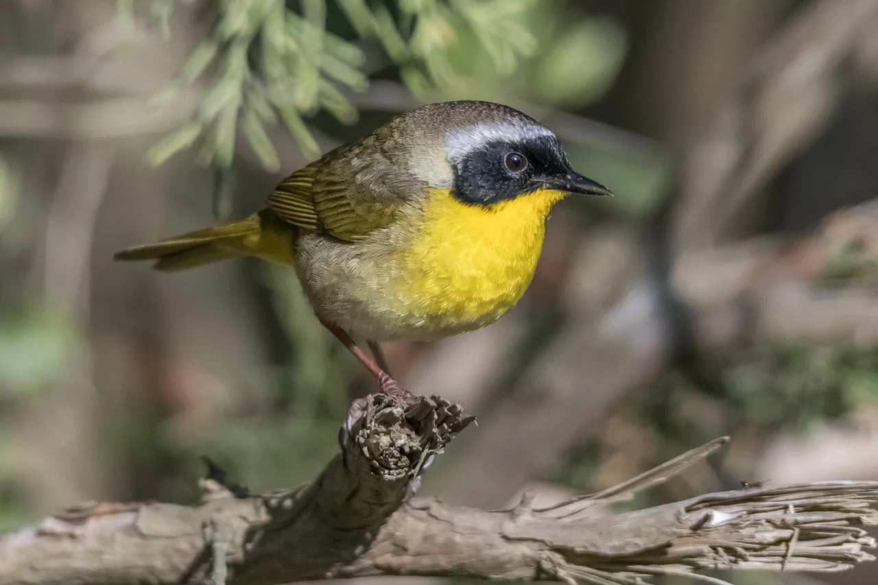 HART BEAT: YELLOWTHROATS — St. Lucie Audubon Society